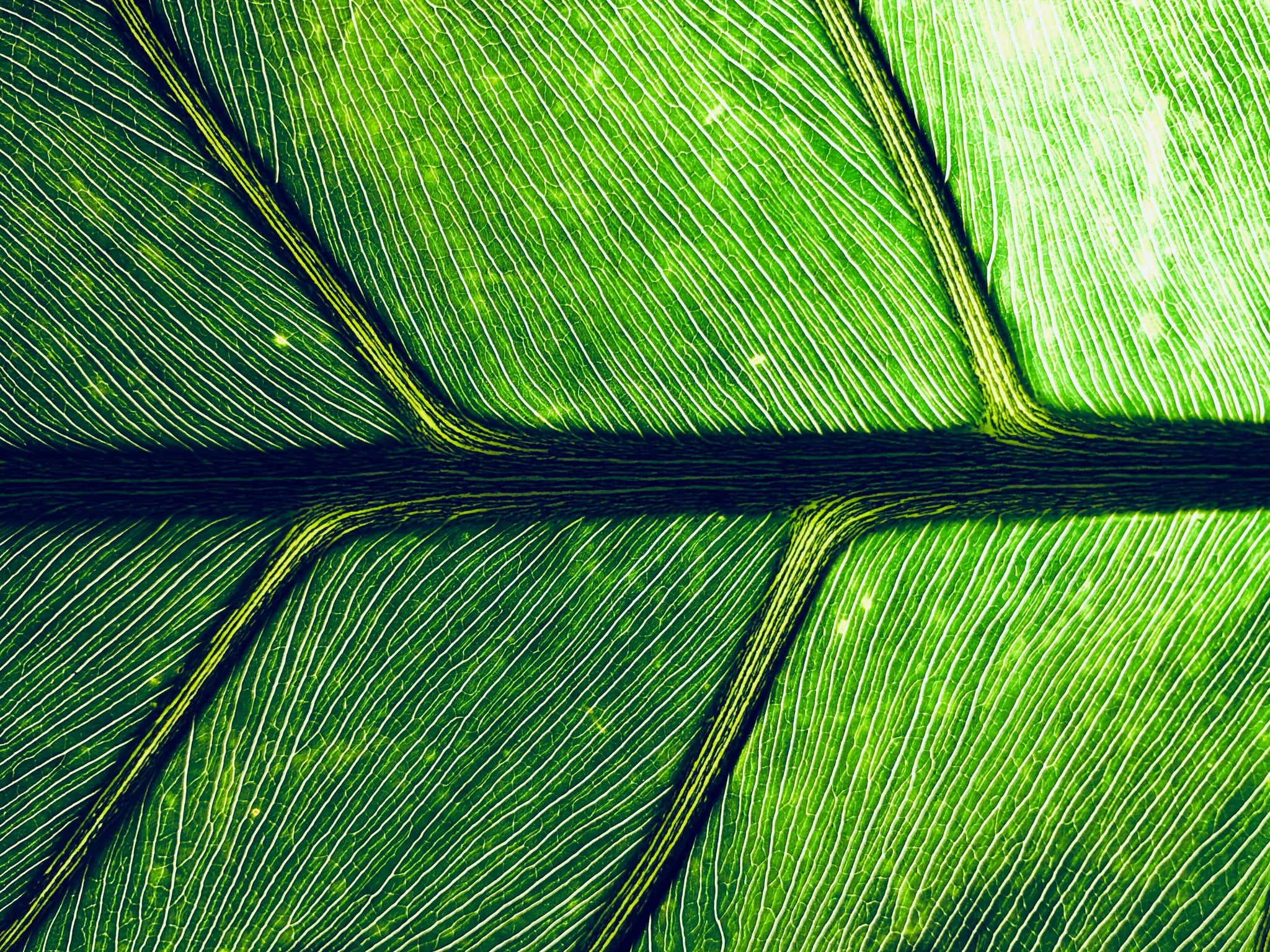 Grass and why is it good for us