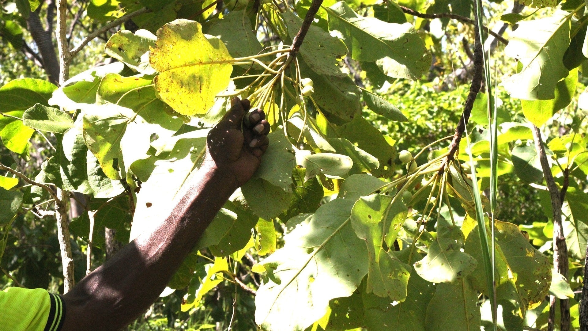 Kakadu Plum Benefits: Australia's Native Superfruit for Immunity, Skin Health & Healthy Ageing