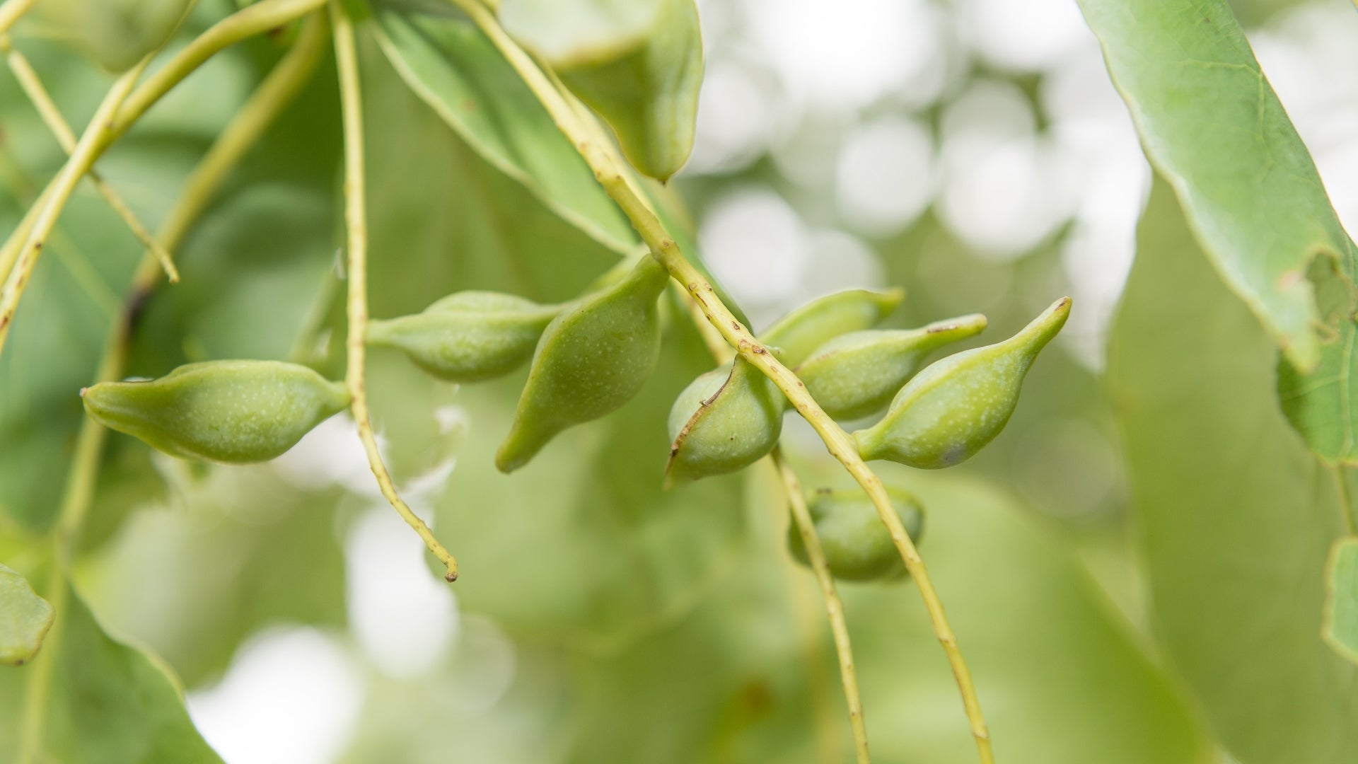 young Kakadu plum not yet ready for harvest