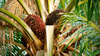 close up of oil palm fruit bunches in an oil palm tree