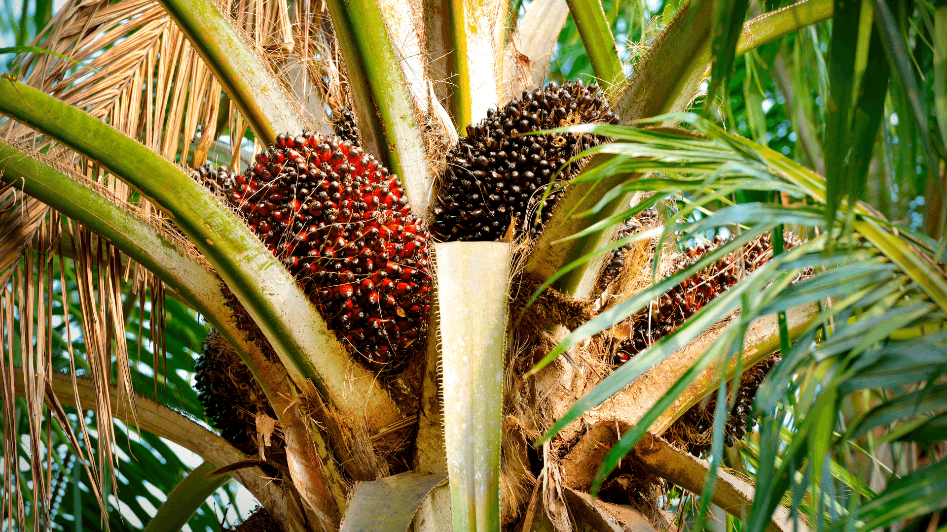 Palm Oil: What You Need to Know and What You Can Do - Mayella Organics