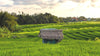 rice field and a hut near Canggu, Bali