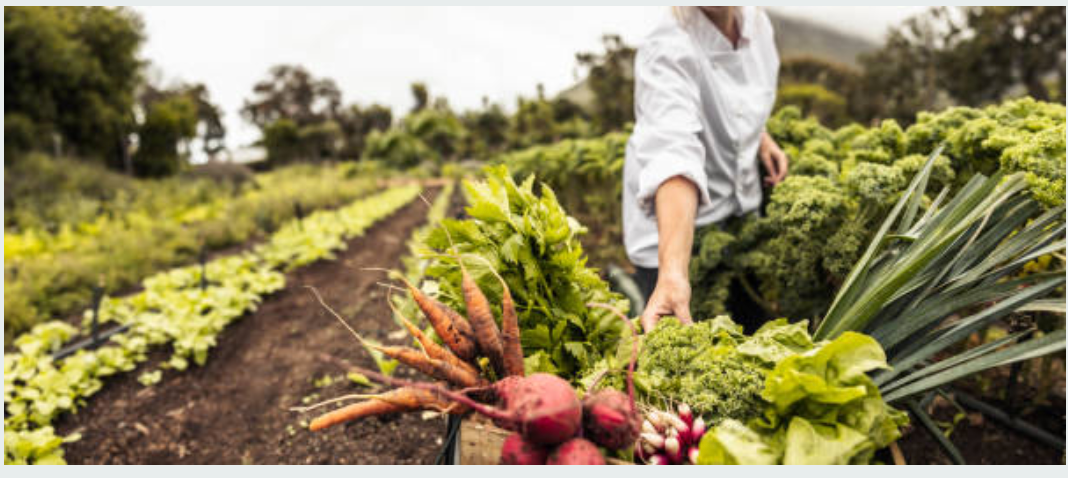 Mineral and Vitamins - an introduction to their story and many gifts to us